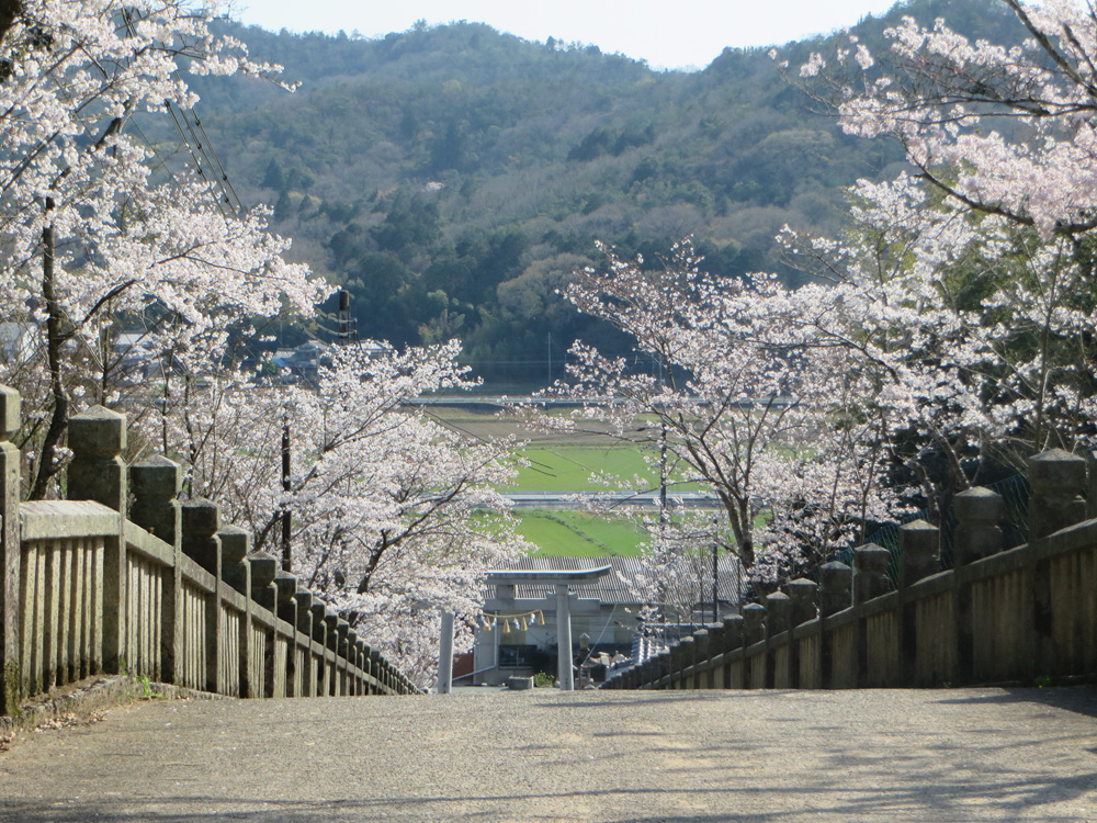 天神桜-相生市の神社春桜