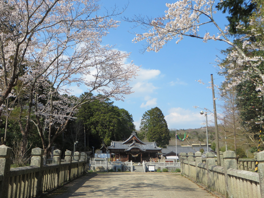 天神桜-兵庫県の神社春桜花見