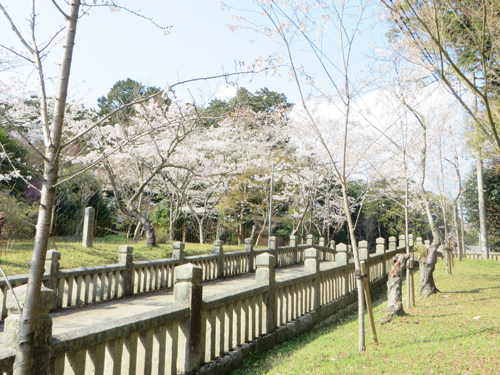 天神桜-西日本の神社桜染井吉野