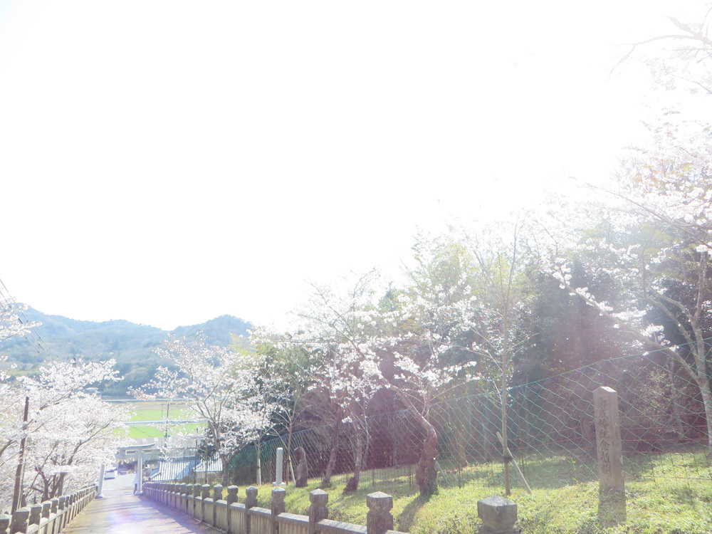 天神桜-関西の神社山林染井吉野