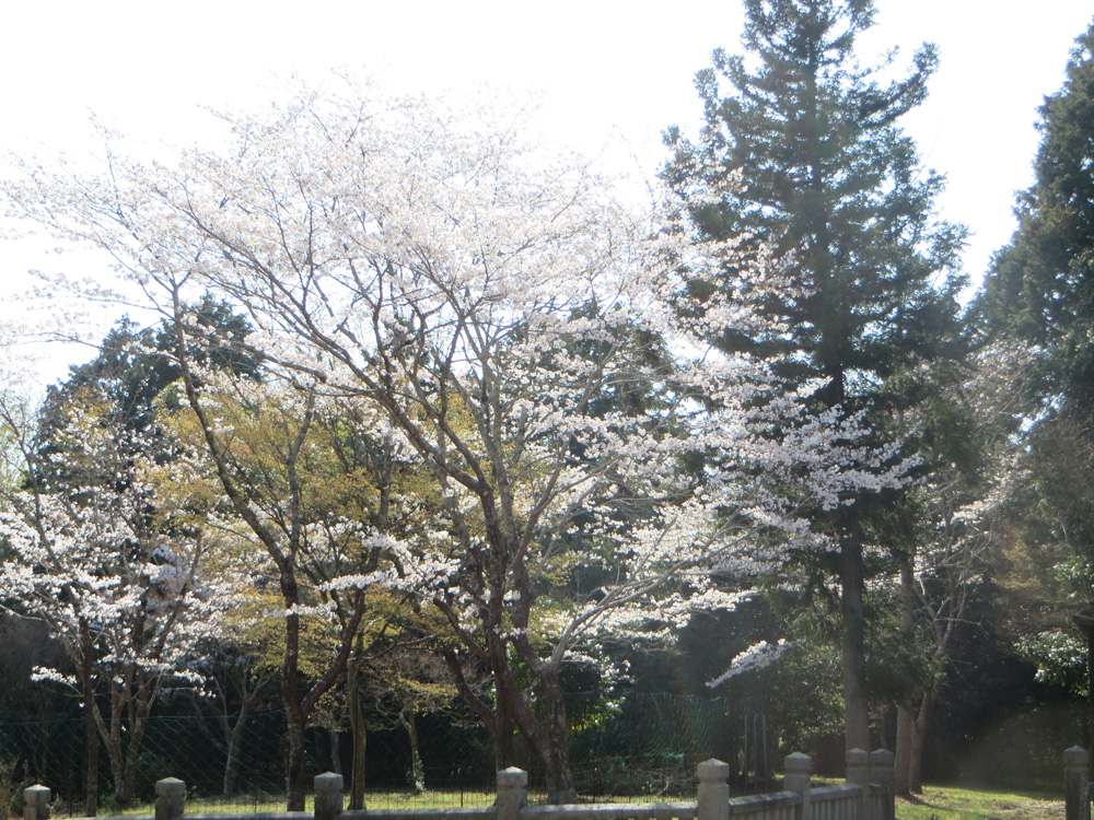 天神桜-近畿の神社春満開桜