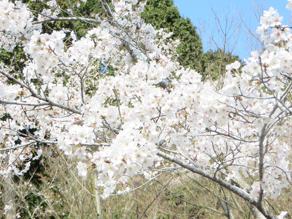 魔除け天神の桜-花鎮めの祭