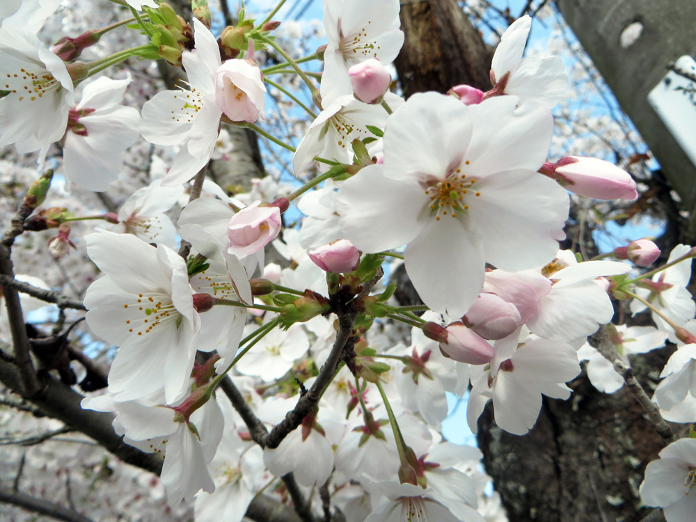 魔除け天神の桜-祭り花鎮め