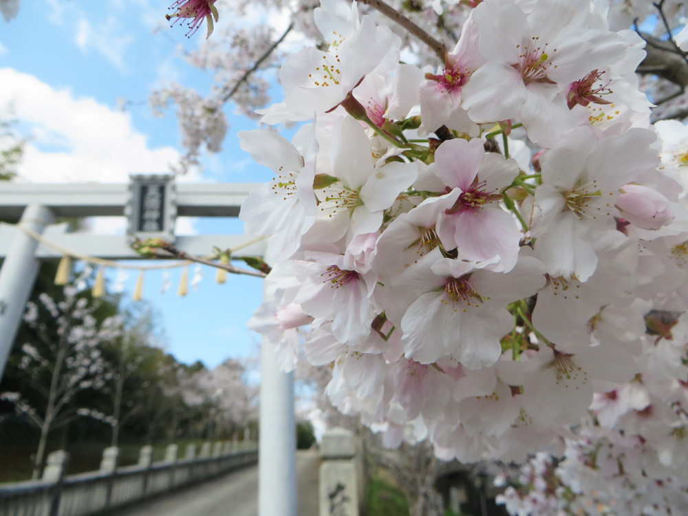 魔除け天神の桜-鎮花祭祈り